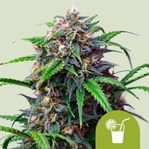 Purple Lemonade Auto (Royal Queen Seeds) Cannabis Seeds