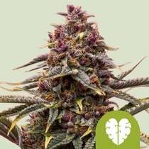 Pink Mist Auto (Royal Queen Seeds) Cannabis Seeds
