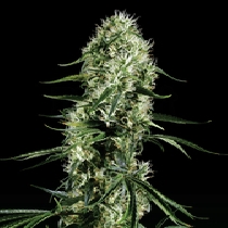 Super Silver Haze (Green House Seeds) Cannabis Seeds