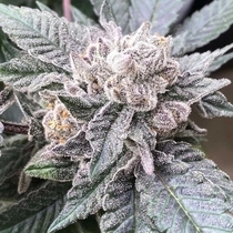 Cara Cara (Symbiotic Genetics) Cannabis Seeds