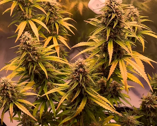 Auto Melonade ( Outcast Autos Seeds ) Cannabis Seeds