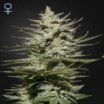 The Church CBD (Green House Seeds) Cannabis Seeds