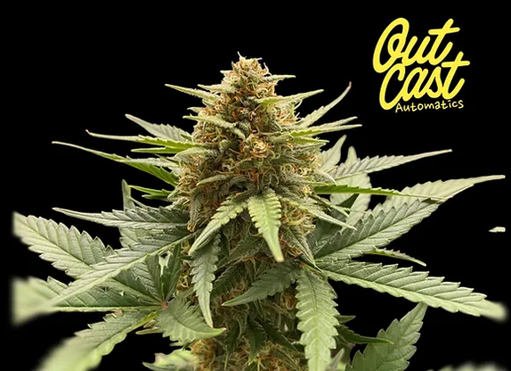 Auto Margarita (Outcast Autos) Cannabis Seeds