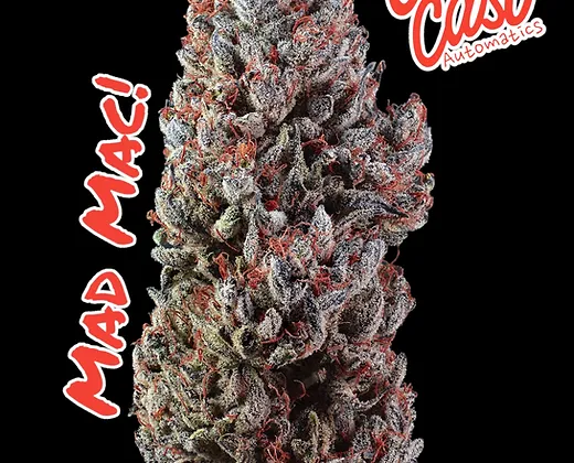 Auto Mad Mac (Outcast Autos) Cannabis Seeds