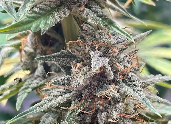 Auto Orange Sorbet (Outcast Autos) Cannabis Seeds