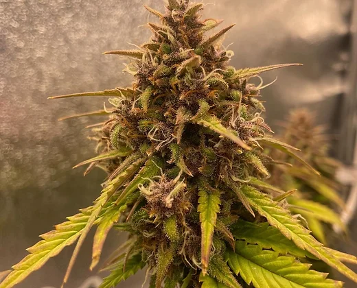 Auto Gelato Sunrise (Outcast Autos) Cannabis Seeds