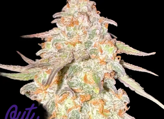 Auto Grape Greaze (Outcast Autos) Cannabis Seeds