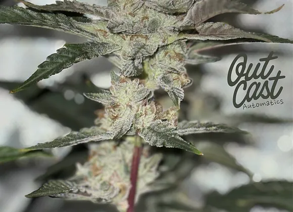 Auto Dirty Diana Banner (Outcast Autos) Cannabis Seeds