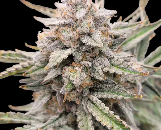 Auto Oreoz (Outcast Autos) Cannabis Seeds