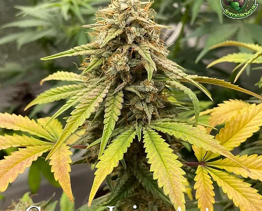 Auto Grape Juice (Outcast Autos) Cannabis Seeds