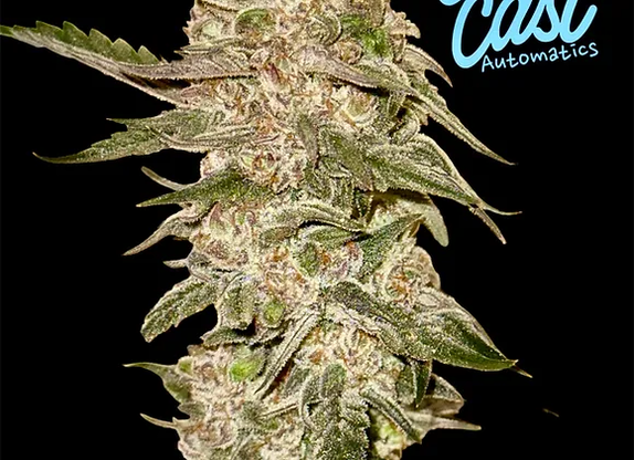 Auto Blueberry Pancakes (Outcast Autos) Cannabis Seeds