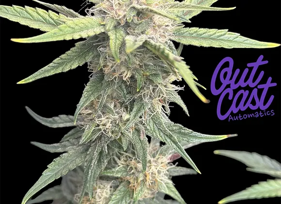 Auto Midnight Express(Outcast Autos) Cannabis Seeds