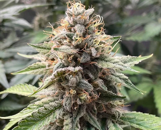 Auto Wedding crasher (Outcast Autos) Cannabis Seeds