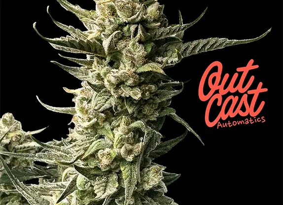 Auto Cheese Quake Express (Outcast Autos) Cannabis Seeds
