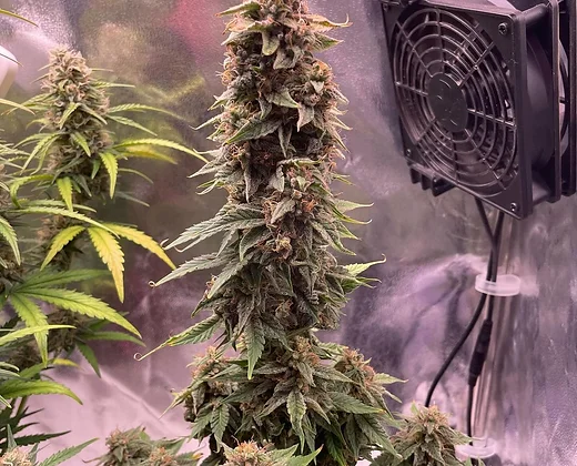 Auto Pink Rozay (Outcast Autos) Cannabis Seeds