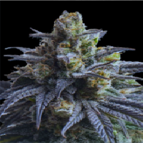 Donutz Triploid Feminised (Discreet Seeds) Cannabis Seeds