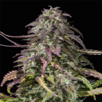 Sunset Gelato Feminised Triploid (Discreet Seeds) Cannabis Seeds
