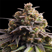Tahoe Tiploid Feminised (Discreet Seeds) Cannabis Seeds