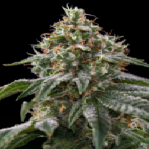Moby Dick Triploid (Discreet Seeds) Cannabis Seeds