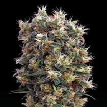 The Church (Green House Seeds) Cannabis Seeds