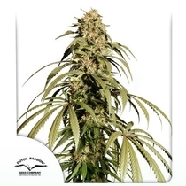 Ice Cream Haze (10 Reg) (Dutch Passion Seeds) Cannabis Seeds
