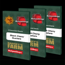 Black Cherry Gushers (Barneys Farm Seeds) Cannabis Seeds