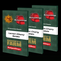 Lemon Cherry Gelato (Barneys Farm Seeds) Cannabis Seeds