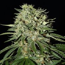 The Doctor (Green House Seeds) Cannabis Seeds