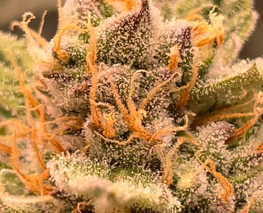 Auto Blueberry juice (Outcast Autos) Cannabis Seeds
