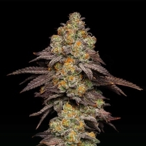 Big Z Feminized (Cookies Seed Bank) Cannabis Seeds
