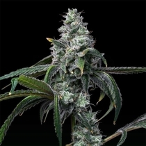 UK Cheese x Hollywood Feminized (Cookies Seed Bank) Cannabis Seeds