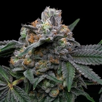 Mango Z x Hollywood Feminized (Cookies Seed Bank) Cannabis Seeds