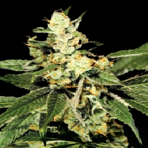Train Wreck (Green House Seeds) Cannabis Seeds