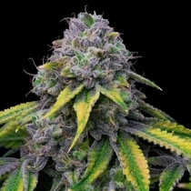 Sour Dubb x Hollywood Feminized (Cookies Seed Bank) Cannabis Seeds