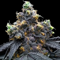 White Runtz x Hollywood Feminized (Cookies Seed Bank) Cannabis Seeds