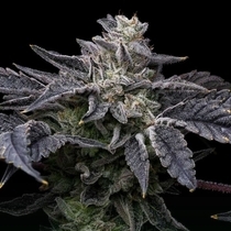 Pink Runtz x Hollywood Feminized (Cookies Seed Bank) Cannabis Seeds