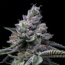 RS11 x Hollywood Feminized (Cookies Seed Bank) Cannabis Seeds