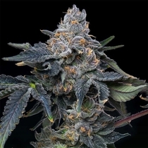 Grape Z x Hollywood Feminized (Cookies Seed Bank) Cannabis Seeds