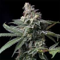 GMO x Hollywood Feminized (Cookies Seed Bank) Cannabis Seeds