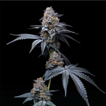 Tropicana Cookies x Hollywood Feminized (Cookies Seed Bank) Cannabis Seeds