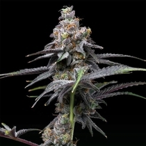 Animal Cake x Hollywood Feminized (Cookies Seed Bank) Cannabis Seeds