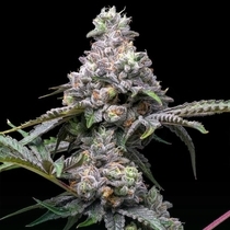 Papaya x Hollywood Feminized (Cookies Seed Bank) Cannabis Seeds