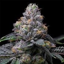 Sunset Sherb x Hollywood Feminized (Cookies Seed Bank) Cannabis Seeds