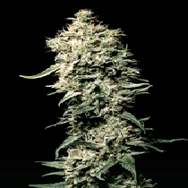 White Rhino (Green House Seeds) Cannabis Seeds