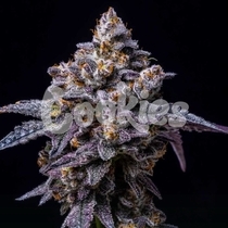 Hollywood Female (Cookies Seed Bank) Cannabis Seeds