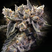 Bruised Bananas Feminized (DNA Genetics Seeds) Cannabis Seeds