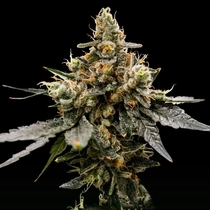 Gaz Money Feminized (DNA Genetics Seeds) Cannabis Seeds
