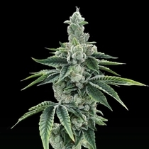 ReCon 2.0 Feminized(DNA Genetics Seeds) Cannabis Seeds