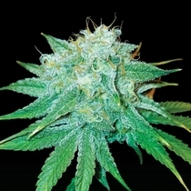 The Stinking Rose Feminized (DNA Genetics Seeds) Cannabis Seeds