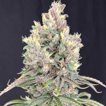 MarVista Feminized  (Mosca Seeds) Cannabis Seeds